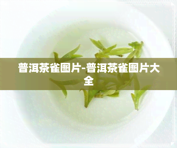 普洱茶雀图片-普洱茶雀图片大全