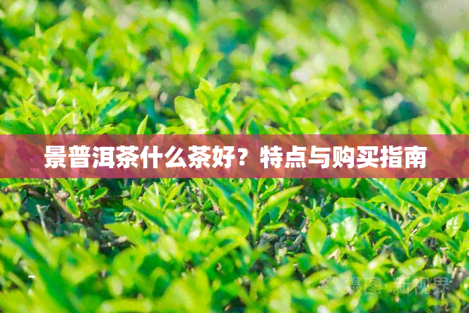 景普洱茶什么茶好？特点与购买指南