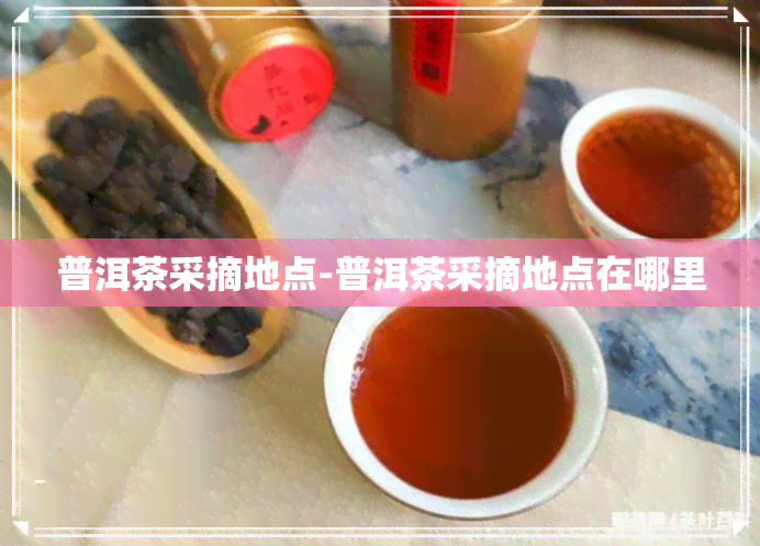 普洱茶采摘地点-普洱茶采摘地点在哪里