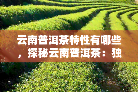 云南普洱茶特性有哪些，探秘云南普洱茶：独特特性和魅力所在