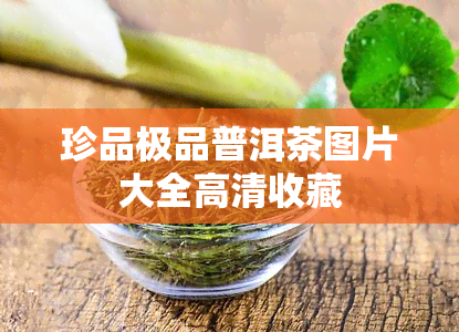 珍品极品普洱茶图片大全高清收藏