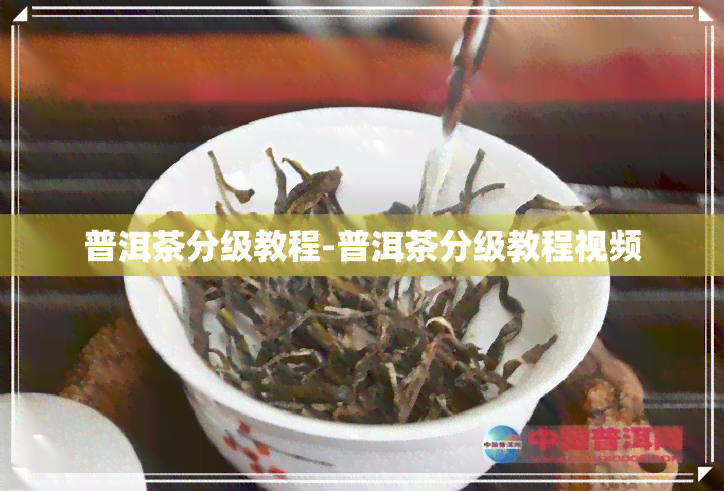 普洱茶分级教程-普洱茶分级教程视频