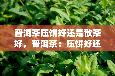 普洱茶压饼好还是散茶好，普洱茶：压饼好还是散茶好？一次全面的比较与分析