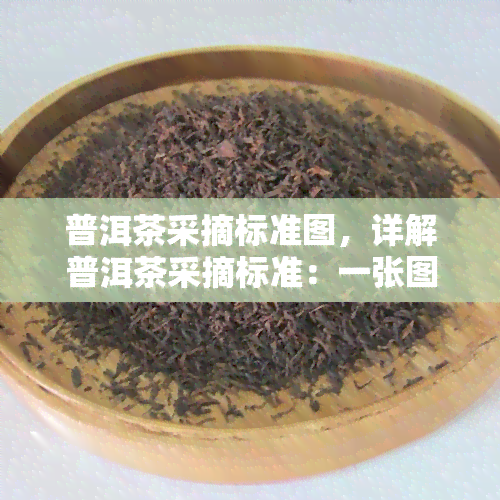 普洱茶采摘标准图，详解普洱茶采摘标准：一张图让你看懂全过程