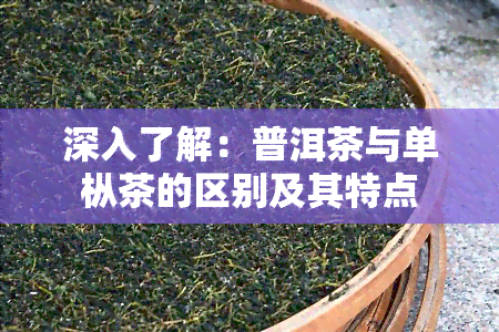 深入了解：普洱茶与单枞茶的区别及其特点