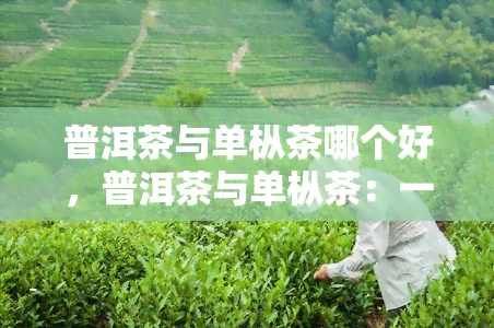 普洱茶与单枞茶哪个好，普洱茶与单枞茶：一场口感与香气的对决