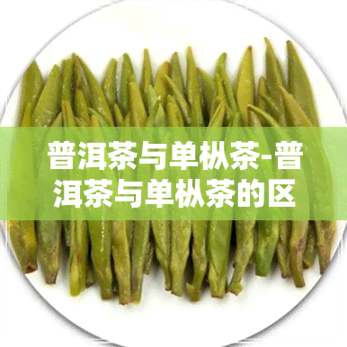 普洱茶与单枞茶-普洱茶与单枞茶的区别