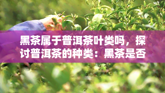 黑茶属于普洱茶叶类吗，探讨普洱茶的种类：黑茶是否属于其中？