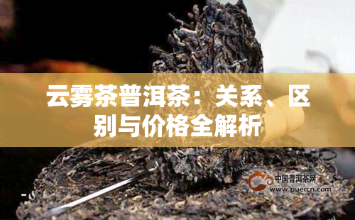 云雾茶普洱茶：关系、区别与价格全解析