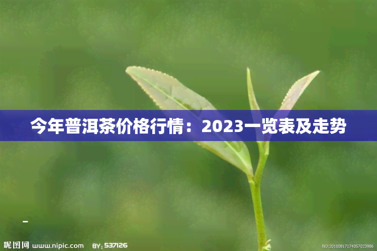 今年普洱茶价格行情：2023一览表及走势