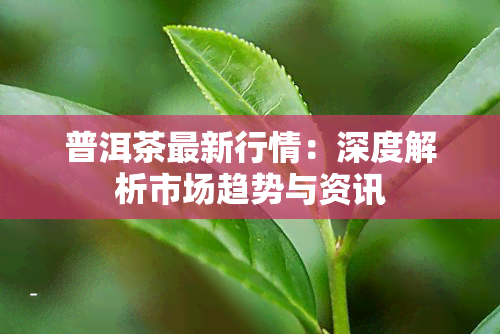 普洱茶最新行情：深度解析市场趋势与资讯