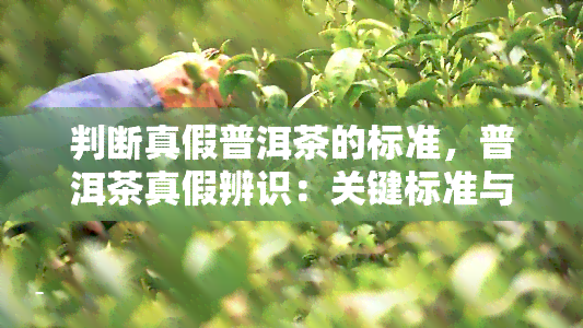 判断真假普洱茶的标准，普洱茶真假辨识：关键标准与技巧