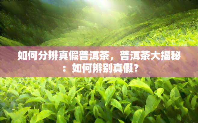 如何分辨真假普洱茶，普洱茶大揭秘：如何辨别真假？