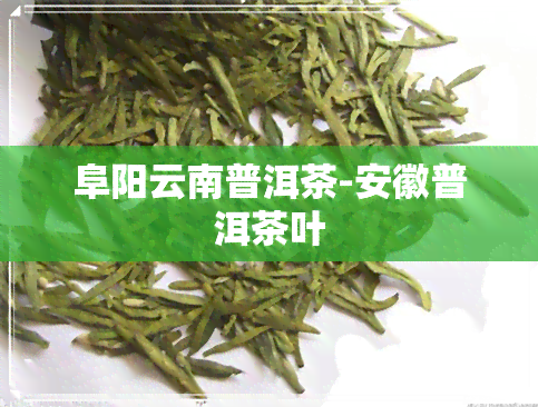 阜阳云南普洱茶-安徽普洱茶叶