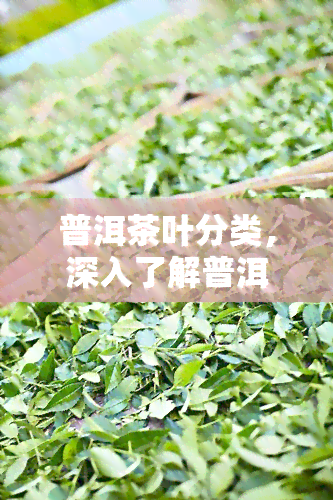 普洱茶叶分类，深入了解普洱茶：茶叶的分类与特点