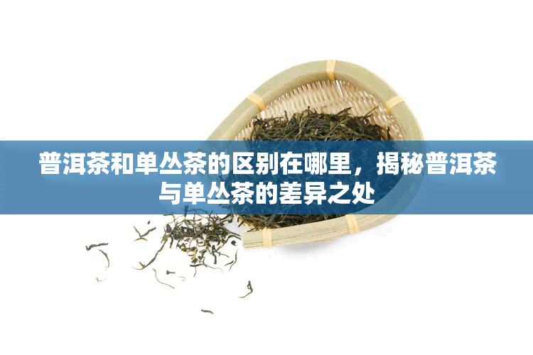 普洱茶和单丛茶的区别在哪里，揭秘普洱茶与单丛茶的差异之处