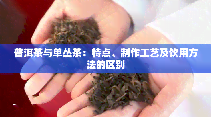 普洱茶与单丛茶：特点、制作工艺及饮用方法的区别