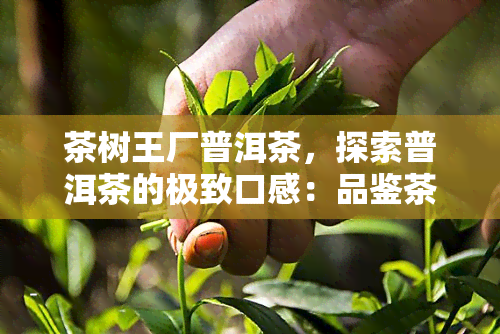 茶树王厂普洱茶，探索普洱茶的极致口感：品鉴茶树王厂的顶级茶叶