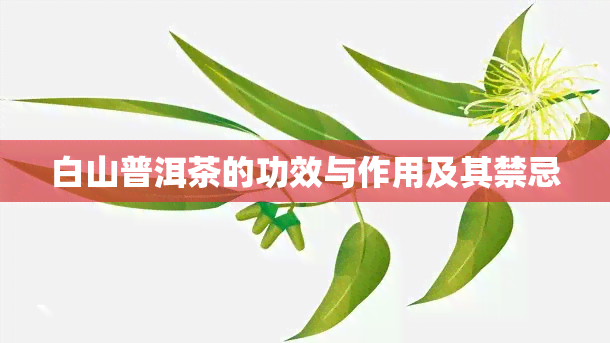 白山普洱茶的功效与作用及其禁忌