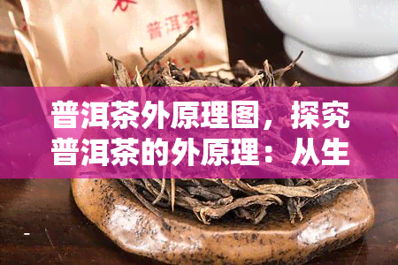 普洱茶外原理图，探究普洱茶的外原理：从生产到消费全链条解析