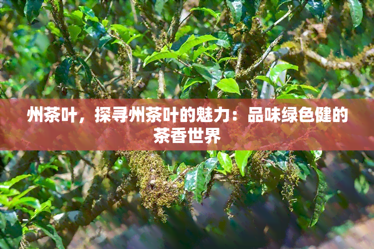 州茶叶，探寻州茶叶的魅力：品味绿色健的茶香世界