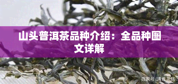 山头普洱茶品种介绍：全品种图文详解