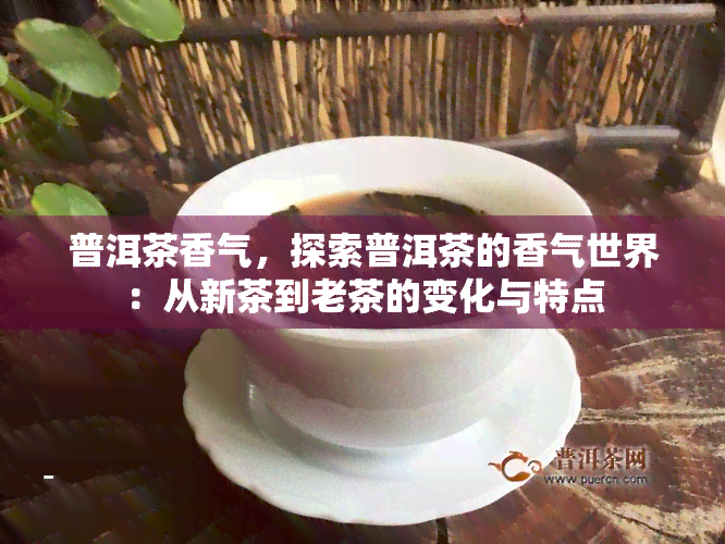 普洱茶香气，探索普洱茶的香气世界：从新茶到老茶的变化与特点