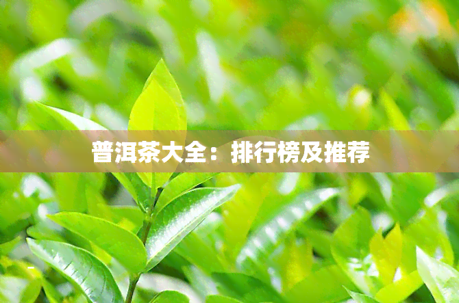 普洱茶大全：排行榜及推荐