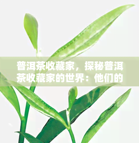 普洱茶收藏家，探秘普洱茶收藏家的世界：他们的故事与珍藏