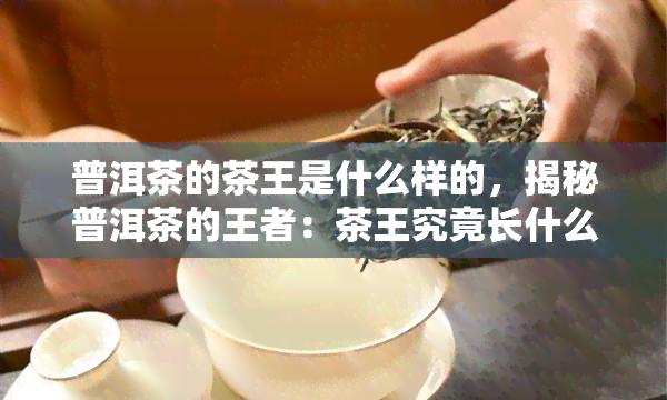 普洱茶的茶王是什么样的，揭秘普洱茶的王者：茶王究竟长什么样子？