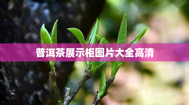 普洱茶展示柜图片大全高清