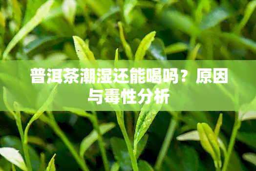 普洱茶潮湿还能喝吗？原因与性分析