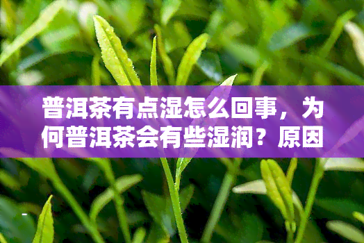 普洱茶有点湿怎么回事，为何普洱茶会有些湿润？原因解析