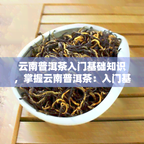 云南普洱茶入门基础知识，掌握云南普洱茶：入门基础知识全面解析