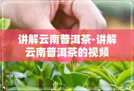 讲解云南普洱茶-讲解云南普洱茶的视频