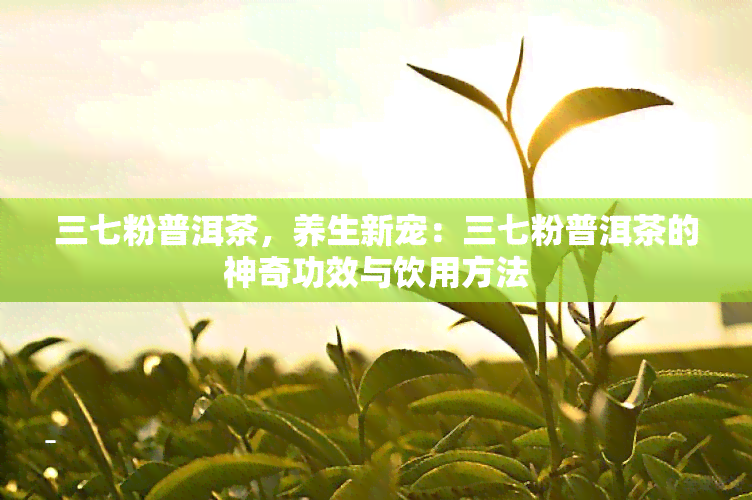 三七粉普洱茶，养生新宠：三七粉普洱茶的神奇功效与饮用方法