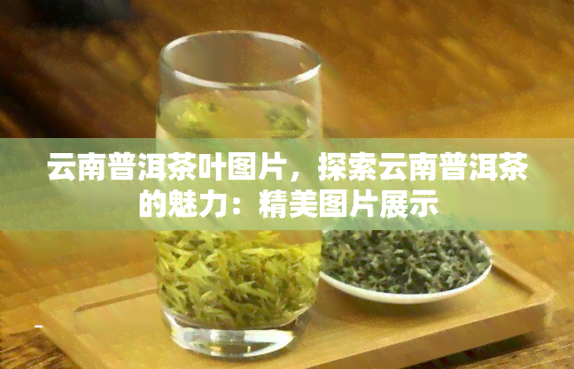 云南普洱茶叶图片，探索云南普洱茶的魅力：精美图片展示