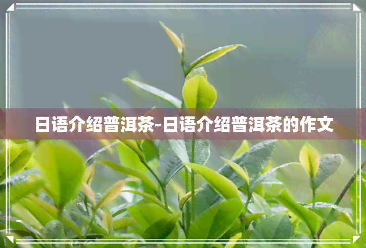 日语介绍普洱茶-日语介绍普洱茶的作文