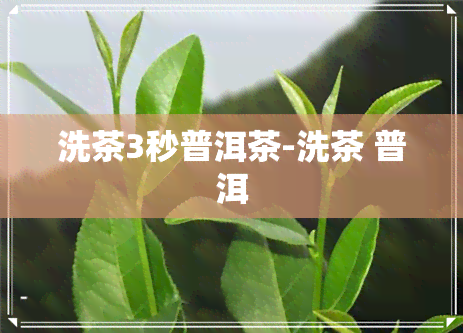 洗茶3秒普洱茶-洗茶 普洱