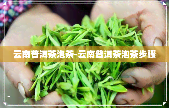 云南普洱茶泡茶-云南普洱茶泡茶步骤