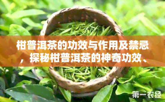 柑普洱茶的功效与作用及禁忌，探秘柑普洱茶的神奇功效、作用及饮用禁忌