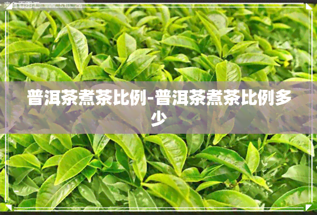 普洱茶煮茶比例-普洱茶煮茶比例多少