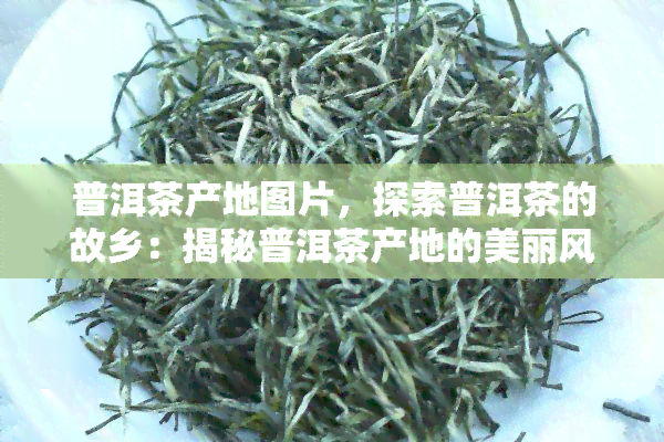 普洱茶产地图片，探索普洱茶的故乡：揭秘普洱茶产地的美丽风光和独特文化