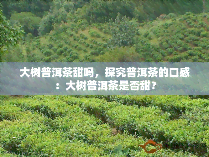 大树普洱茶甜吗，探究普洱茶的口感：大树普洱茶是否甜？