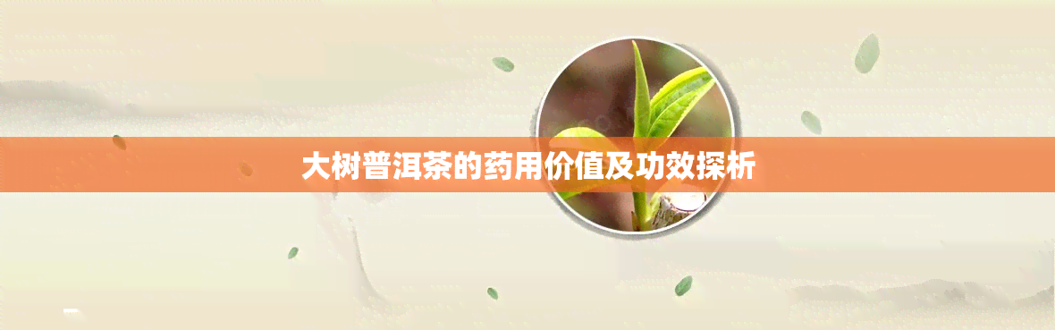 大树普洱茶的药用价值及功效探析