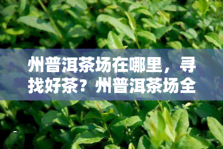 州普洱茶场在哪里，寻找好茶？州普洱茶场全攻略！