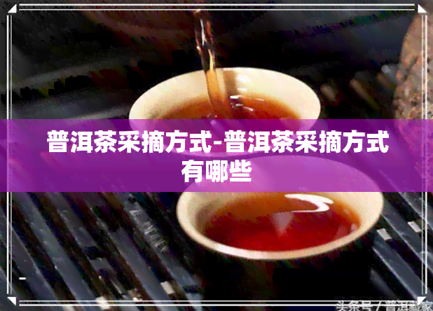 普洱茶采摘方式-普洱茶采摘方式有哪些