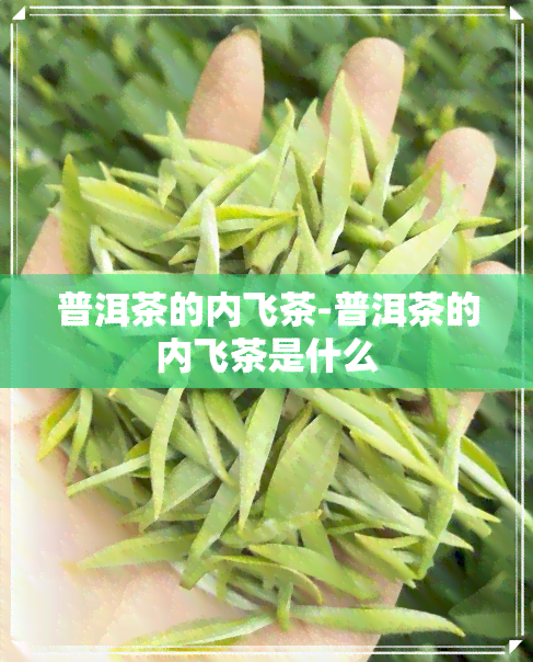 普洱茶的内飞茶-普洱茶的内飞茶是什么