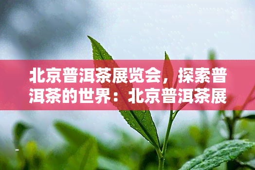 北京普洱茶展览会，探索普洱茶的世界：北京普洱茶展览会大开幕