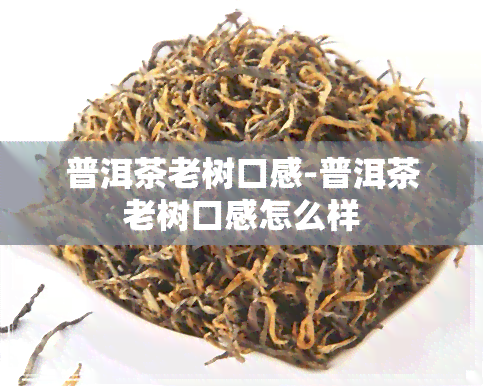 普洱茶老树口感-普洱茶老树口感怎么样